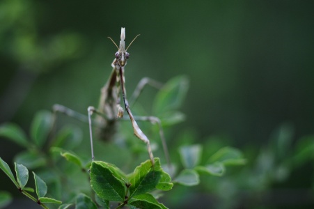 Conehead Mantis (Empusa Pennata) Leela Channer